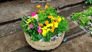 A Rainy Sunday At Galiff Street Flower Plants Market Visit & Price Update Of Winter Flower Plants