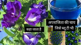  Super Food : Immunity Booster, Memori Booster, Joint Pain Killer , Miracle 🌱🌳 Benefits 