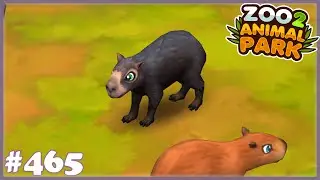Das erste Zuchtziel ist erreicht - der schwarze Capybara - Zoo 2 - Animal Park /465