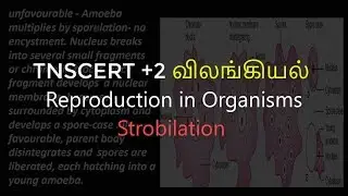 5.Zoology | Reproduction in Organisms | Strobilation