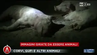 Allevamenti intensivi - Agor&agrave; 03/11/2015