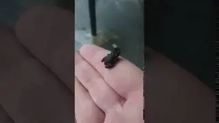Frog commits suicide R.I.P. rupert