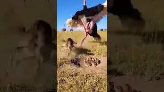 Ostrich Drop-Kicks Wolf to Save Chicks #shorts #funny #funnyanimals #ostrich