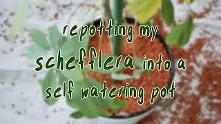 HOUSEPLANTS IN SELF-WATERING POTS | schefflera repot