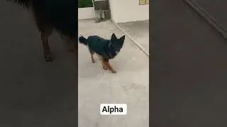 Alpha's activites 👍