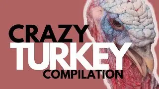 CRAZY TURKEY COMPILATION | Crazy Turkey videos