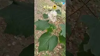A Day #dillaganamanatha #merizindagihaitu #adayinmylife #park #adventure  #youtubeshorts #alone
