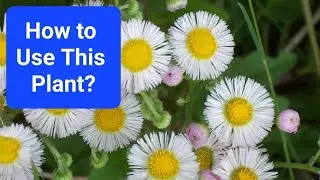 What Plant Is That? Edible & Medicinal Plants You Can Forage - Pennsylvania Fleabane