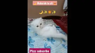 chand 🌙raat Mubarak ❤️ #phoebe #cats #cute #shortsviral#viral #trendingshorts #viralreels #catvideos