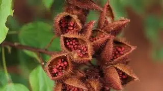 Urucum ou Coloral, planta nativa.