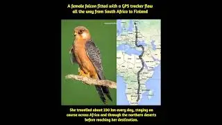 A female falcon fitted with a GPS tracker flew all the way from South Africa to FinlandHorwayFinland
