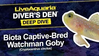 LiveAquaria&reg; Diver&rsquo;s Den&reg; Deep Dive: Biota Captive-Bred Watchman Goby (Cryptocentrus cinctus)