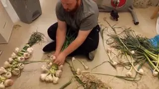 Best Garlic Braiding Easy Tutorial - How To With Steven