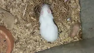 The Great Hamster Relocation Project Mission Impossible 🐹 
