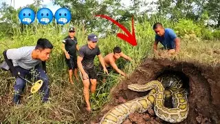 6 Brave Experts Catch Giant Python With Their Hands
