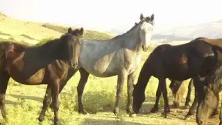 Una lezione di storia sul Cavallo Siciliano Indigeno