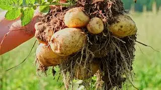 organic potato crop agriculture eco farm harvestin 2025 12 18 00 28 23 utc