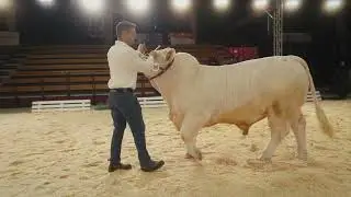 Charolais  - Klasse 3