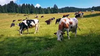 Malga Millegrobbe