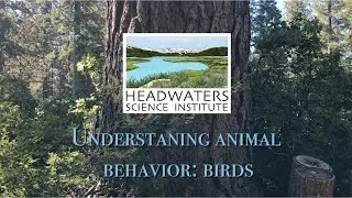 Why do birds behave the way they do?