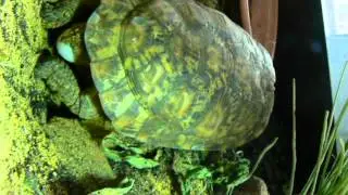 Egg laying Malacochersus tornieri