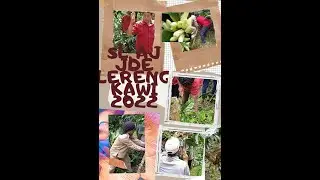 panglepan (wiwil) membuang dahan dan ranting kopi yang tidak produktif (@alpro_channel )