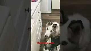 Dog eats Raw meat 🥩