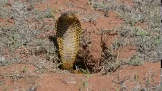 Cape cobra spreading its hood and retreating into hole, De Hoop Nature Reserve, South Africa.