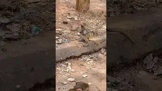 Big Monkeys Attacking Baby Monkeys Exposed 😱🔥#shorts #monkey #bandar #viral