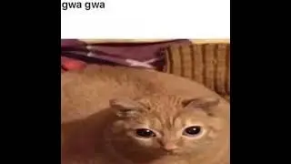 gwa gwa gwa cat