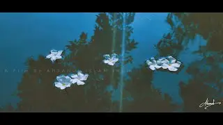 কাঠমল্লিকা || কড়ি ফুল || Cinematic Short flower