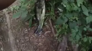 Multi-Species Fishing at Newton Lake & Newton Creek (Collingswood, NJ)