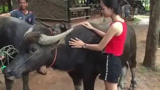 Wow Cute Girl Training Riding A Buffalo/ / Girls How To Ride A Buffalo