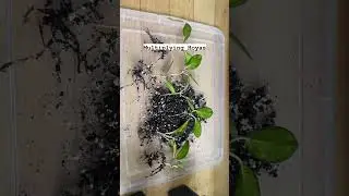 Multiply your Hoyas #hoyaplant #plants #indoorplants #houseplants #propagation #shorts