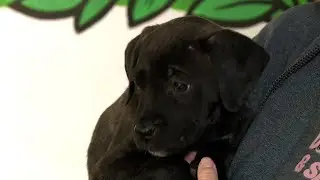 Vending machine supports people and their pets