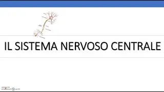 #1_Il sistema nervoso centrale