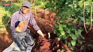 BEST Technique to harvest Yellow yam