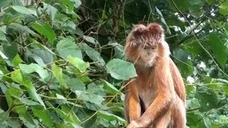Javan Langur Monkey ***
