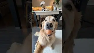 when your dog steals your phone