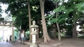 OKM II PXS Solo セミ