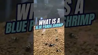What is a BLUE Panda Shrimp?