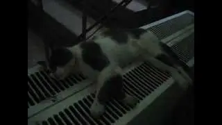 Кошка спит на батарее