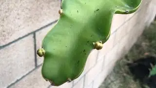 1 Year old Dragon Fruit Produced 10 BUDS on a SINGLE Branch!
