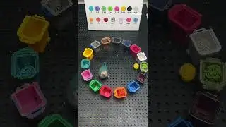 The Parrot&rsquo;s Extraordinary Color Recognition Skills
