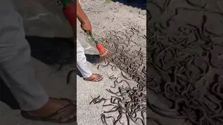 Why Do Hindu Gods Sit With Snakes #trending #shorts #hindumythology #snake #india