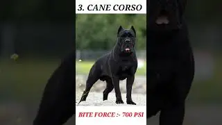 TOP 5 DANGEROUS DOGS WITH STRONGEST BITE FORCE || PSI