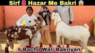 Lalukhet Bakra Mandi Se Bhe Sasti 😍 Sirf 8 Hazar Me Bakri | Amir Goat Farm | Orangi Town Bakra Mandi