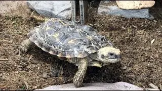 Herptile Intros Episode 3: Serving up Pancakes