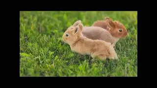 12 Minutes into the Future Bunny Edit