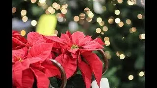 Congratulations with Merry Christmas 2017-2018. Best Christmas Greetings 2018